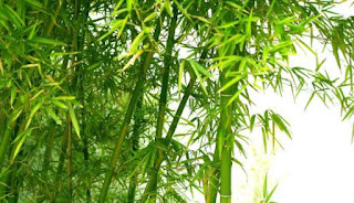 Bamboo Leaves Health Benefits for Body - Healthy Tips