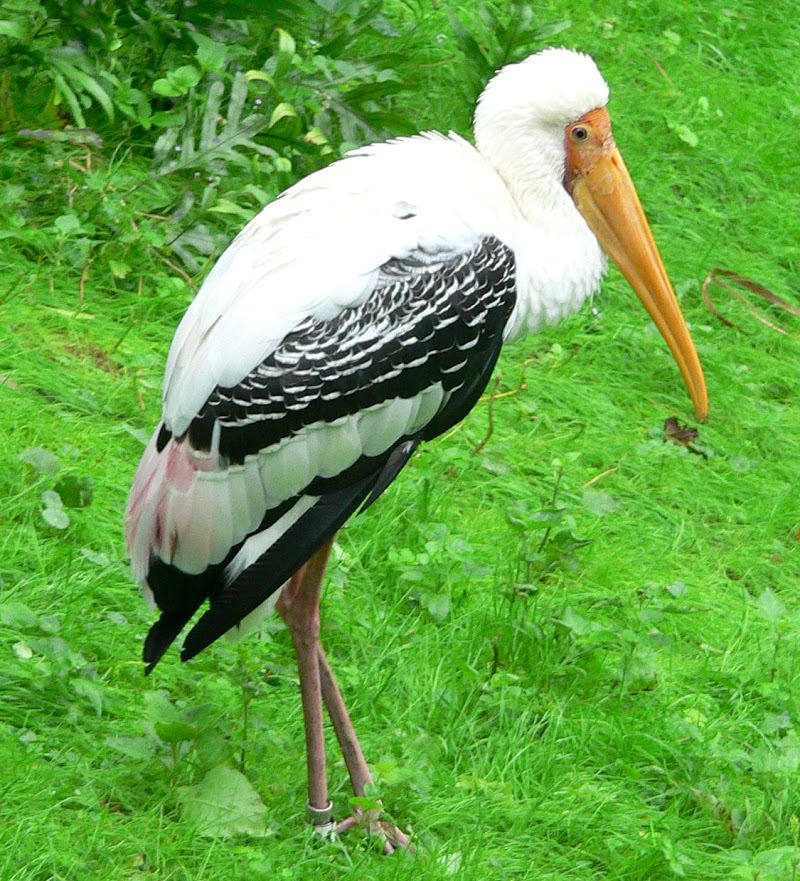 24+ Burung Bangau