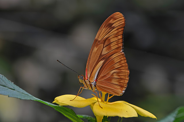 Dryas iulia