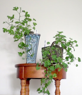  Pelargoniums / geraniums trained in cascade bonsai styles