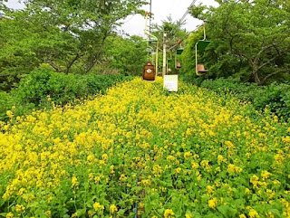 菜の花咲くリフト