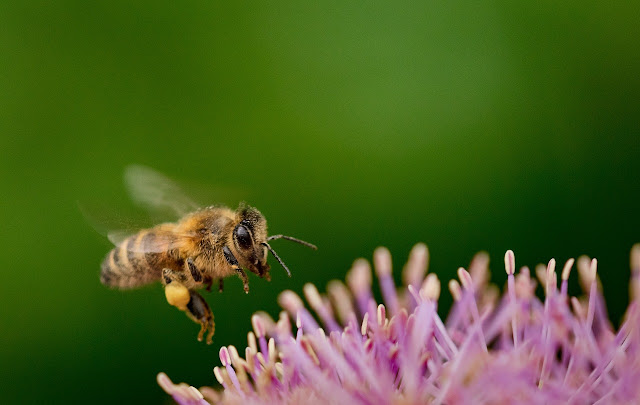 las abejas deberian volar curiosciencia