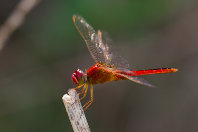 A photograph of a scarlet Basker taken in Thalangama, Sri Lanka