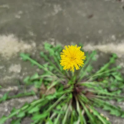 Dandelion