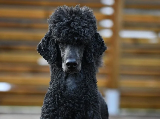 Interesting Facts About Poodles