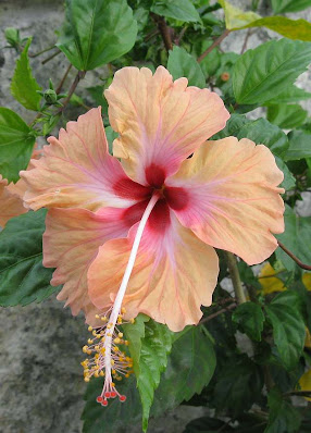 Malaysia's national flower the hibiscus or bunga raya