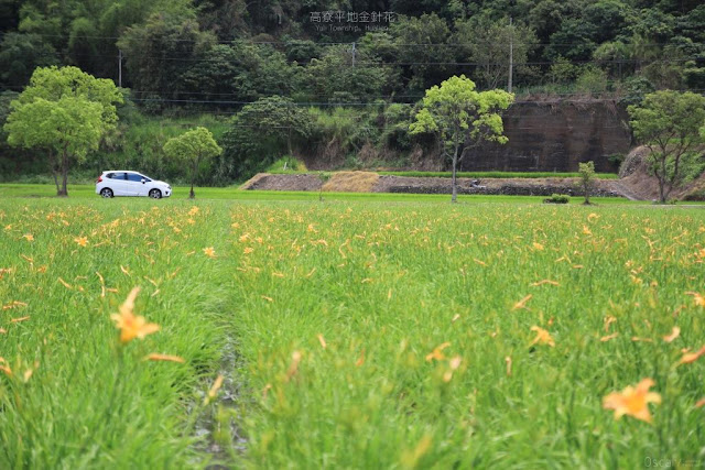 高寮平地金針-6