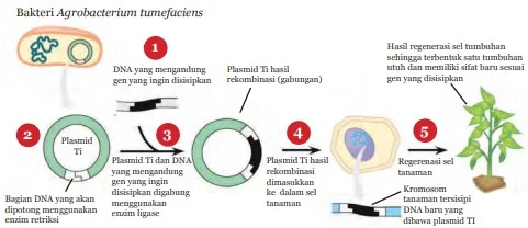 Teknik rekayasa genetika