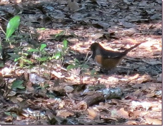 towheeIMG_0999