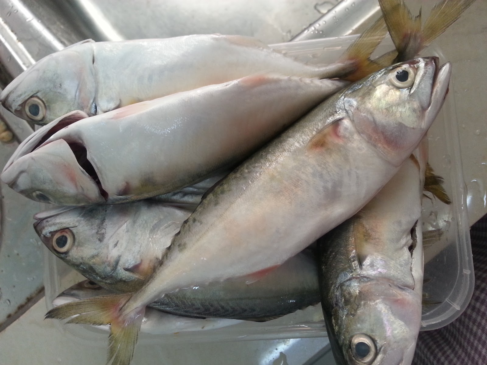 HeNDaK 1000 DaYa, TaK HeNDaK 1000 DaLiH!: Kari Ikan 