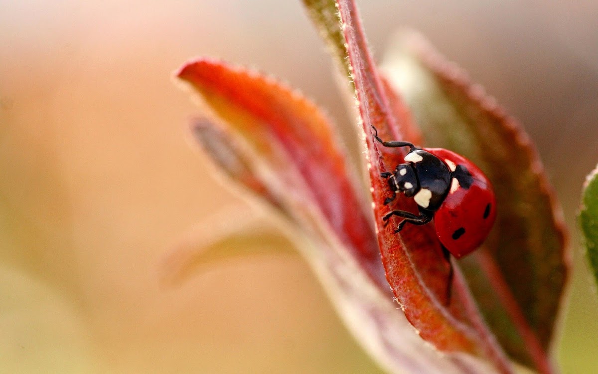 Insect Macro Widescreen HD Wallpaper 3