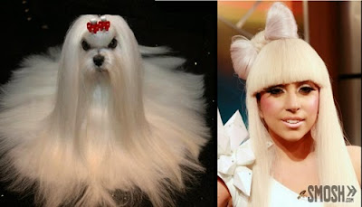 Dogs Who Look Like Celebrities