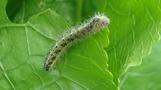 Pieris brassicae (caterpillar) DSC45048