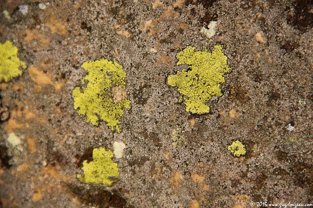 lichens humouristique de Fontainebleau