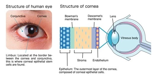 Scratched eye, Structure of Cornea