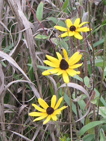 Black-eyed Susan