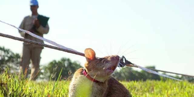 Kisah Tikus Sang Penyelamat Nyawa di Kamboja