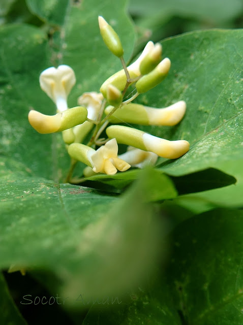 Rhynchosia acuminatifolia