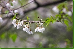 clip_image004