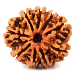  9 Mukhi Rudraksha