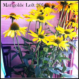 yellow echinacea