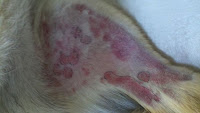 skin-allergy-vwn-maltese-dogs