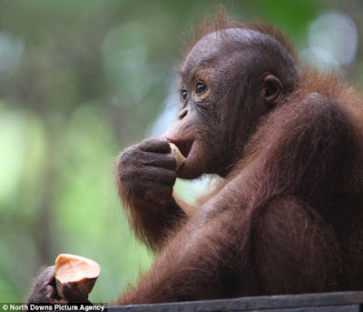 Tragis, Orang Utan Kalimantan Hampir Punah