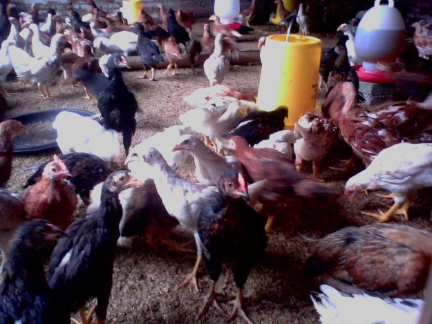Ternak Ayam  Kampung Super Usaha Yang Menjanjikan Maju 