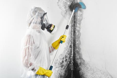 mould-removal-in-melbourne