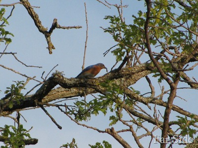 Bluebird May 19
