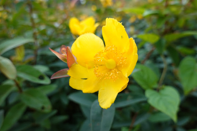 鳥取県米子市両三柳　弓ヶ浜公園　キンシバイ（金糸梅）