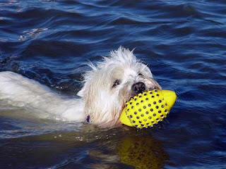 Urlaub mit Hund an der Nordsee, das Schwimmen in der Nordsee macht Spass, auch für Ihren Hund und ist soooo gesund