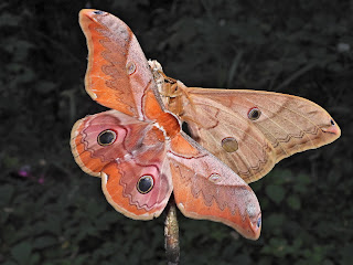 Saturnia japonica mating pair at Hengshan Mountain