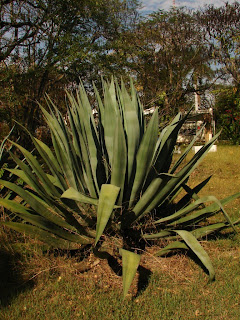 [Maguey+mezcalero.JPG]