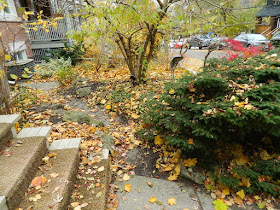 Toronto Fall Cleanup Riverdale Front Garden Before by Paul Jung Gardening Services--a Toronto Gardening Services Company