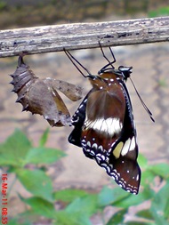Common Eggfly Butterfly Emerging from a Chrysalis 08