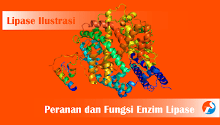 fungsi enzim lipase pada alat pencernaan Fungsi dan Peranan Enzim Lipase Pada Alat Pencernaan