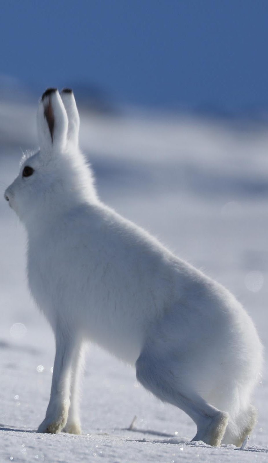 An arctic hare walking on snow.