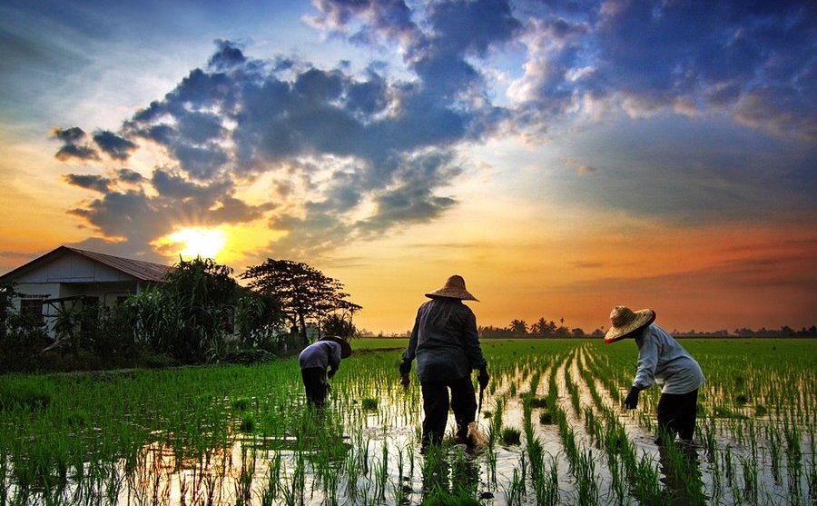 Peningkatan Produktivitas Tanaman Padi Dalam Hubungan 