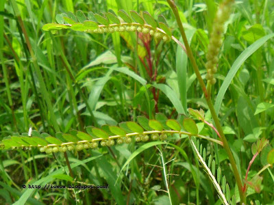 Chamber Bitter - Phyllanthus urinaria