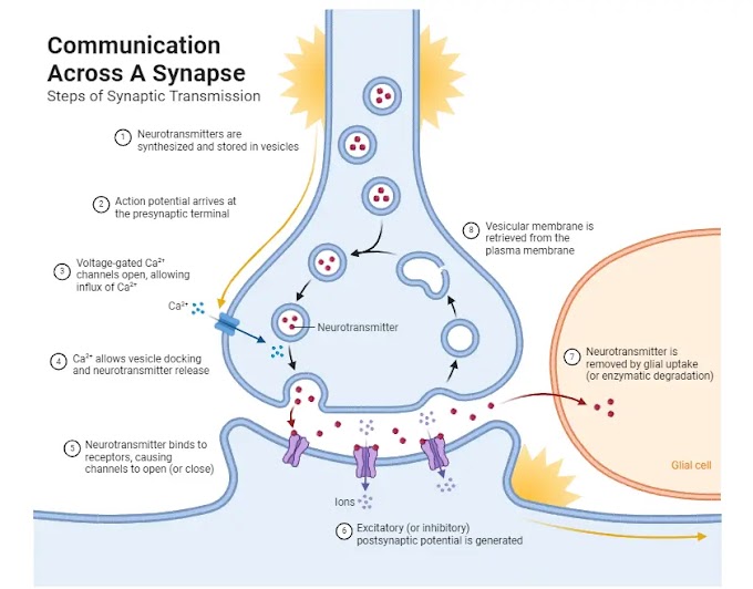 Communication Across A Synapse | Definition | Key Terms | Diseases | Nervous System | Coordination and Control