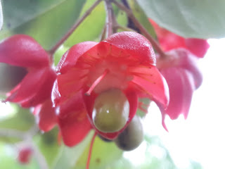 Mickey mouse plant with seals and fruit