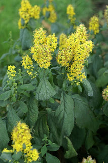 Verge d'or squarreuse - Solidago squarrosa - Solidage squarreuse