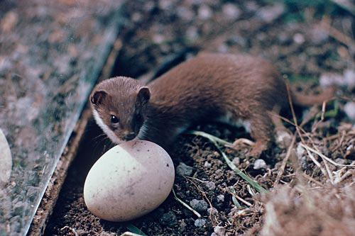 Weasel,بەوەرز,مشکە خۆرە