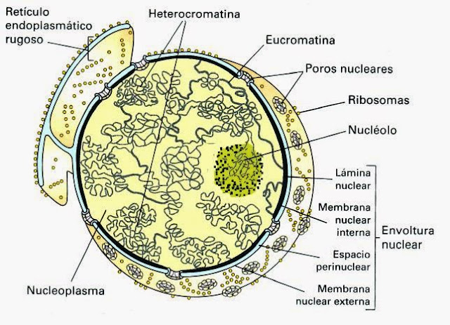 núcleo interfásico