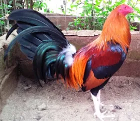 gallo sweater
