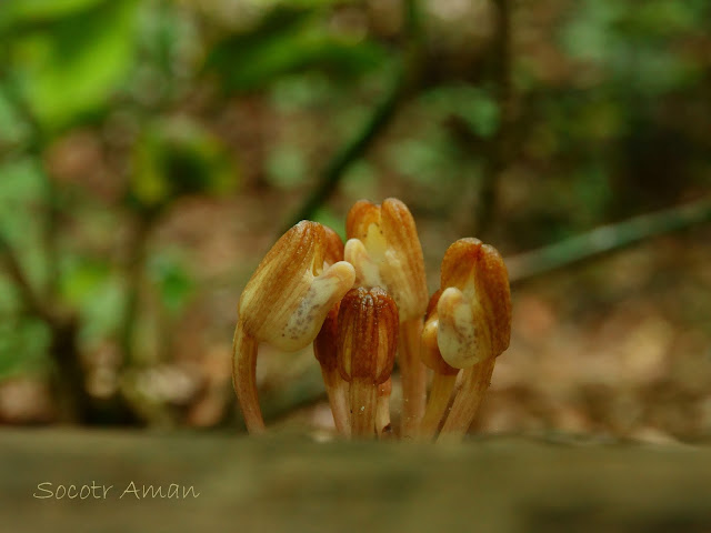 Yoania amagiensis