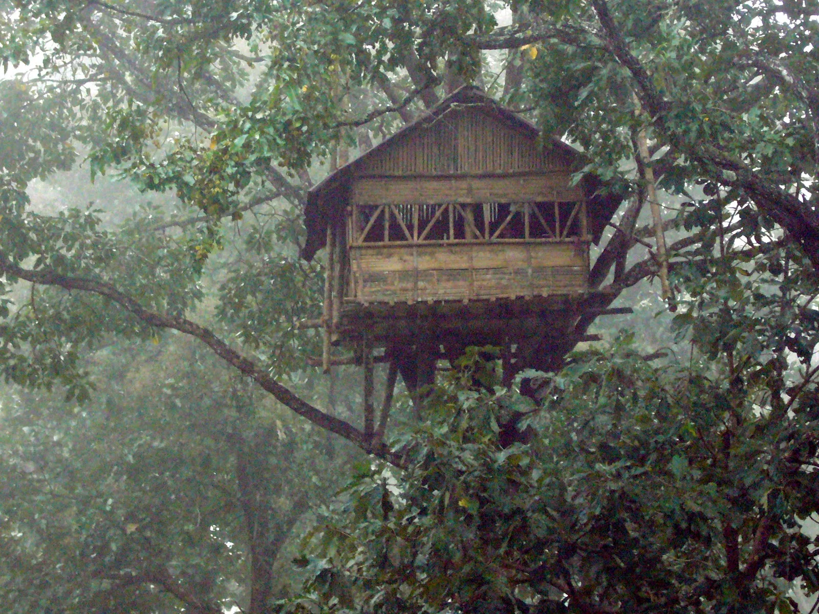 wayanad tree hut