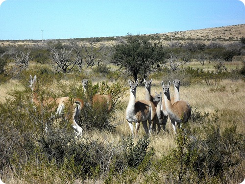 lihue calel guanacos