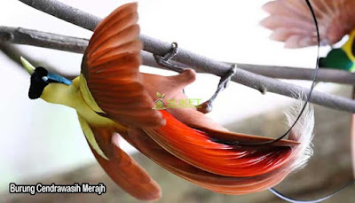 Burung Cendrawasih Merah Papua